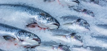 Denizi olmayan Kayseri, Yıllık Ortalama 16 Bin Ton Balık İhraç Ediyor