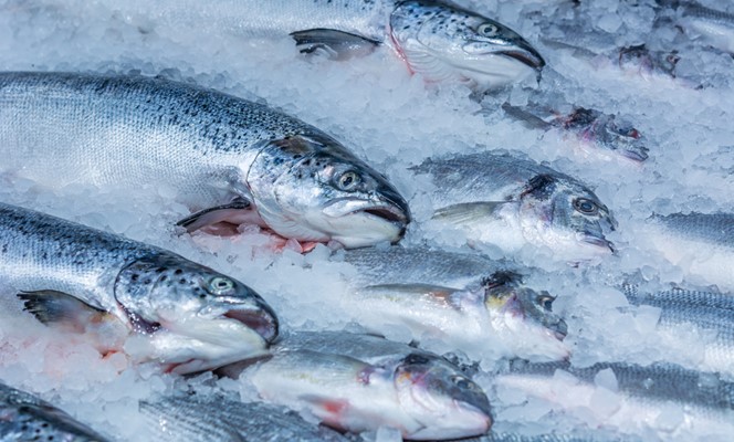 Denizi olmayan Kayseri, Yıllık Ortalama 16 Bin Ton Balık İhraç Ediyor