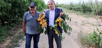 Yahyalı’daki Kiraz Üreticileri İhracatı Artırmayı Hedefliyor